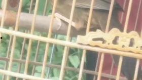 装画眉鸟视频,跟随视频教程，轻松学会画眉鸟的装画技巧