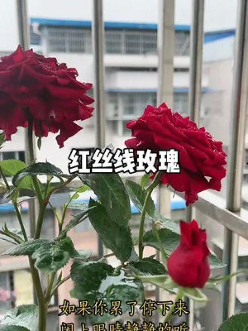 月季种植视频,从播种到开花，一视频教你轻松掌握