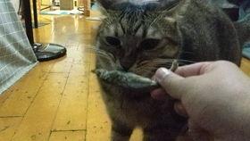 小猫咪舞蹈视频